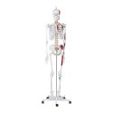 Model anatomiczny ludzkiego szkieletu 180 cm + Plakat anatomiczny