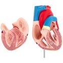 Model anatomiczny serca człowieka 3D