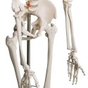 Szkielet anatomii człowieka 181,5 cm