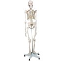 Szkielet anatomii człowieka 181,5 cm